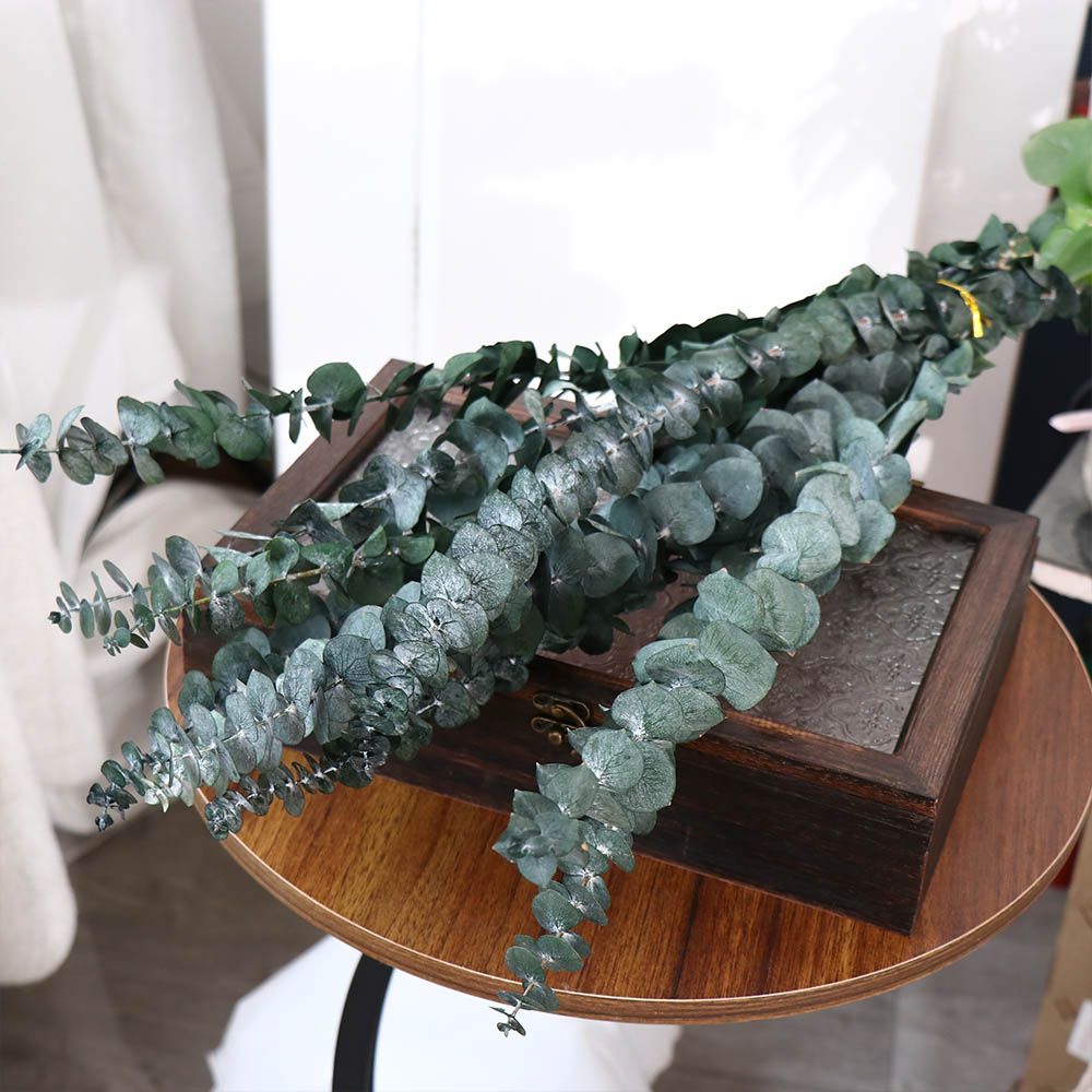 10 Pcs Real Leaves Hanging Dri - Eucalyptus Preserved ulasan dan harga