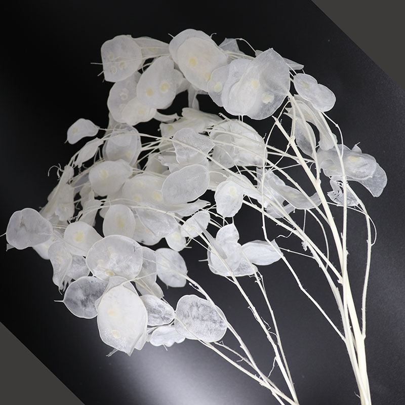 Preserved Lunaria Flowers for  - Eucalyptus Preserved ulasan dan harga