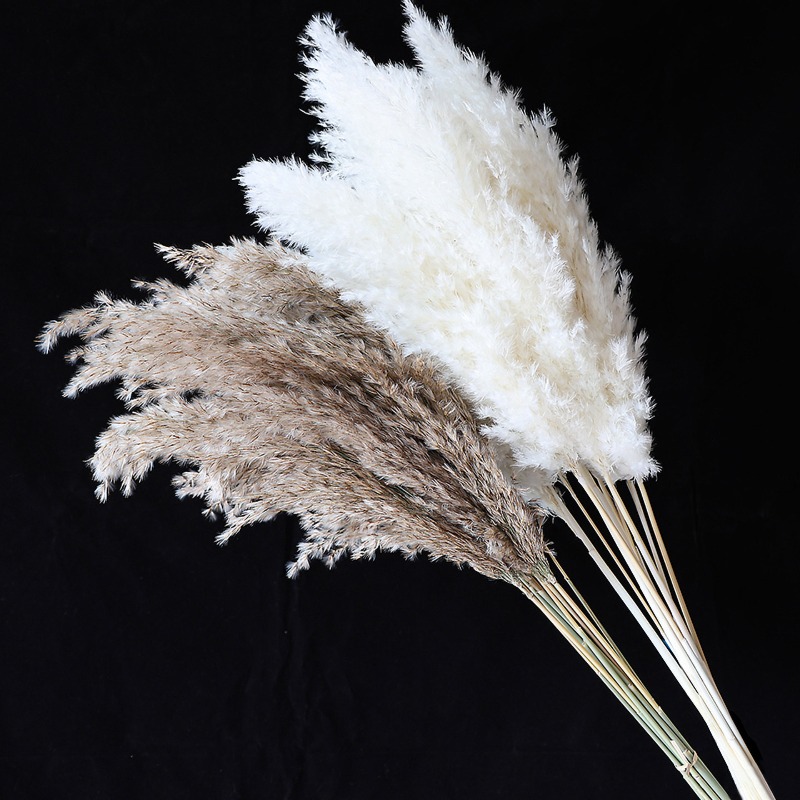 10Pcs Colorful Natural Reeds P - Florist Supply Vases ulasan dan harga