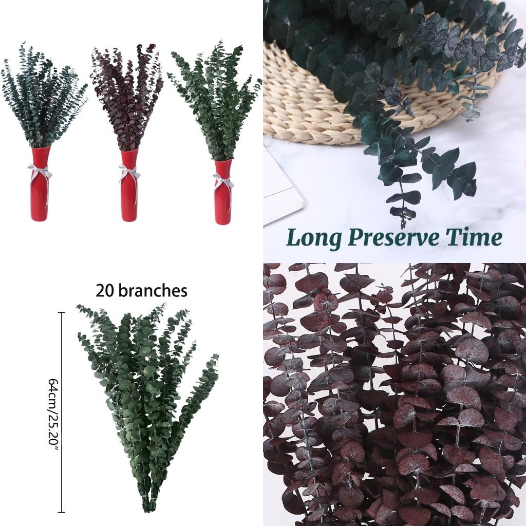 20Pcs Preserved for Fresh Euca - Eucalyptus Preserved ulasan dan harga